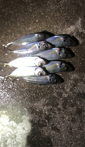 アジの釣果