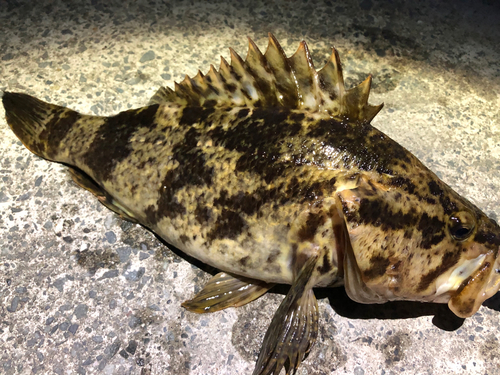 ベッコウゾイの釣果