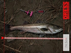 シーバスの釣果