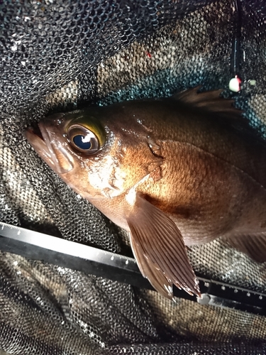 メバルの釣果