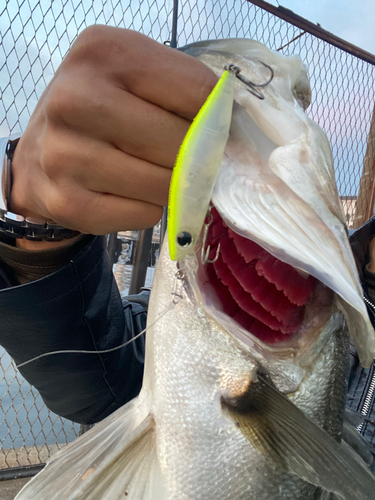 シーバスの釣果