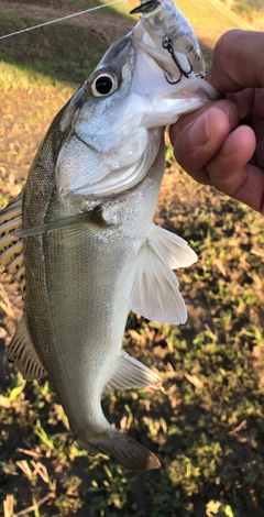 スズキの釣果