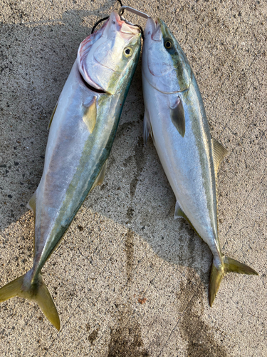 メジロの釣果