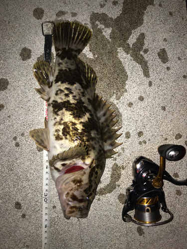 タケノコメバルの釣果