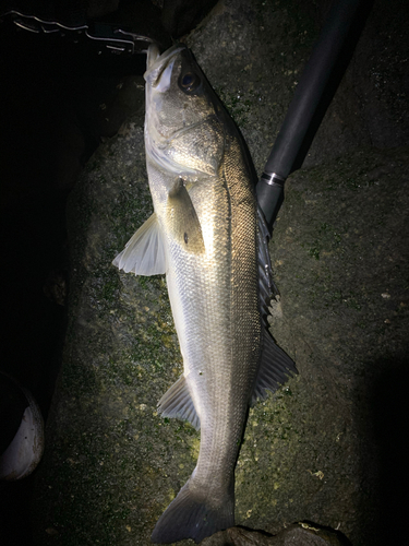 スズキの釣果