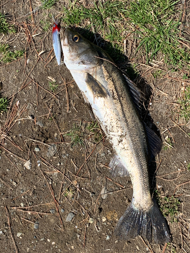 スズキの釣果