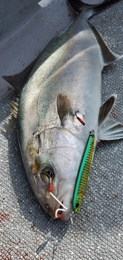 シオの釣果