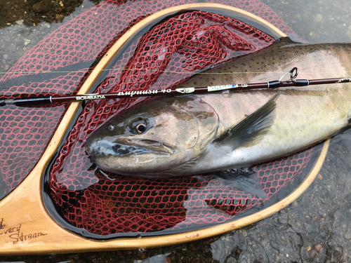 ヤマメの釣果