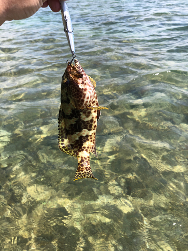 イシミーバイの釣果