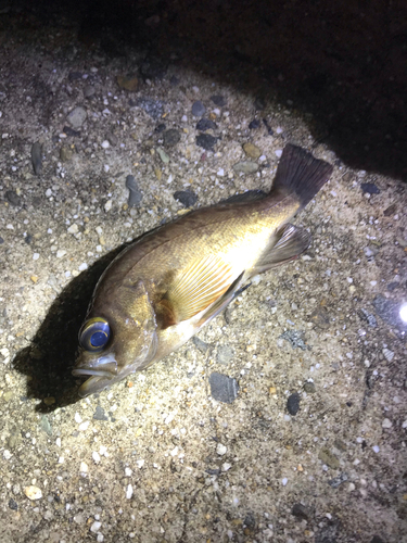 メバルの釣果