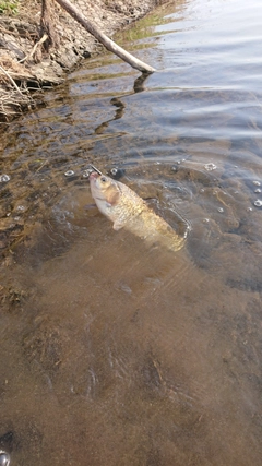 フナの釣果