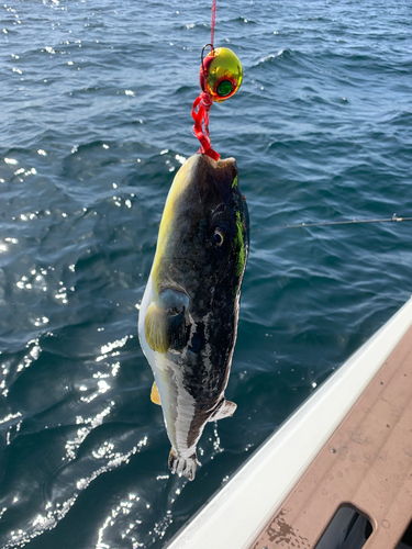 マフグの釣果