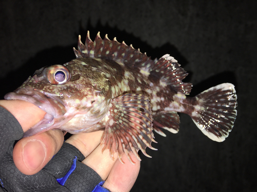 カサゴの釣果