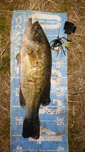 ブラックバスの釣果