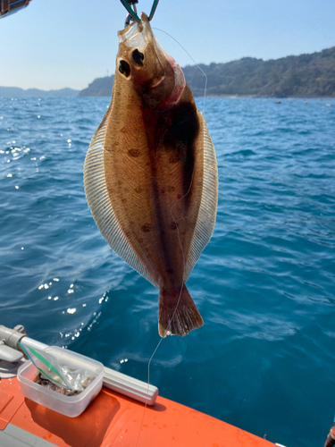 カレイの釣果