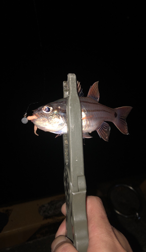 ネンブツダイの釣果