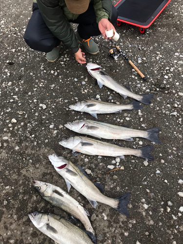 シーバスの釣果