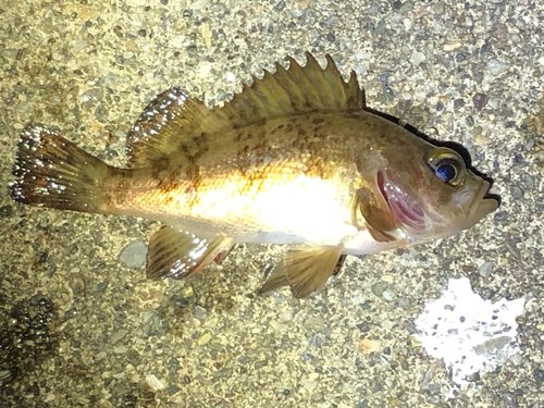 メバルの釣果