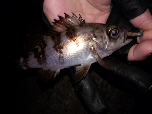 シロメバルの釣果