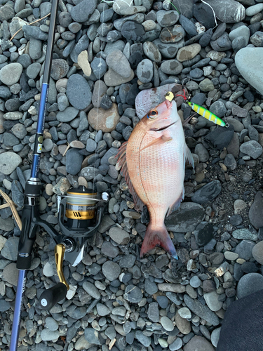 タイの釣果