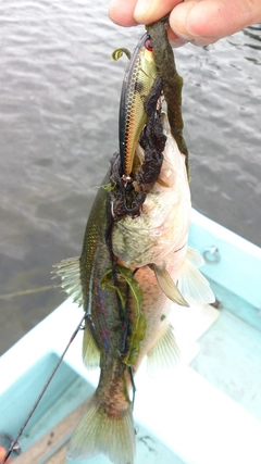 ブラックバスの釣果