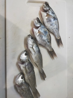 イシモチの釣果