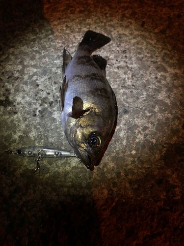 シロメバルの釣果