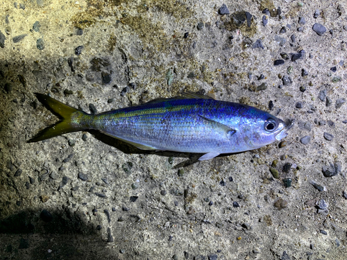 タカベの釣果