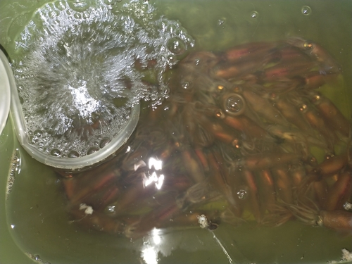 ホタルイカの釣果