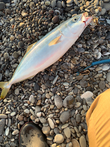 ハマチの釣果