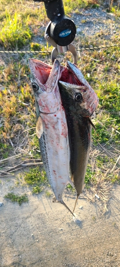 サゴシの釣果