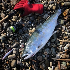 ウミサクラの釣果