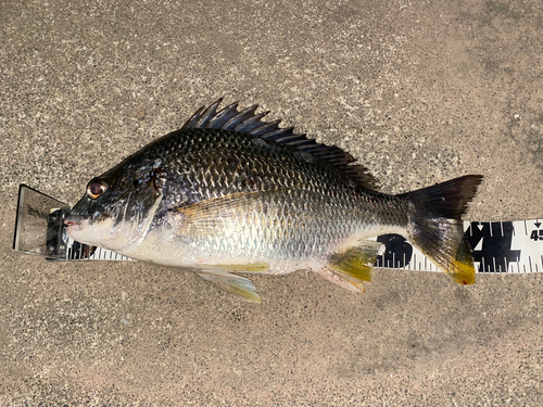 キビレの釣果