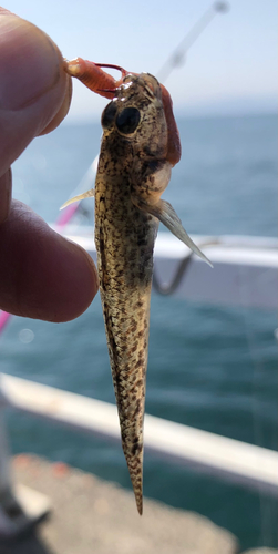 メゴチの釣果