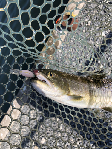 ヤシオマスの釣果