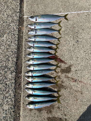 サバの釣果