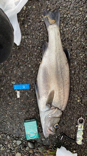 シーバスの釣果