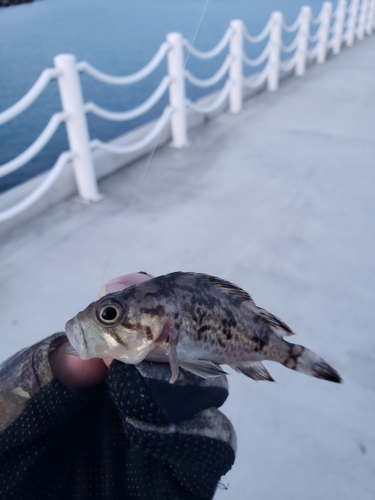 ソイの釣果