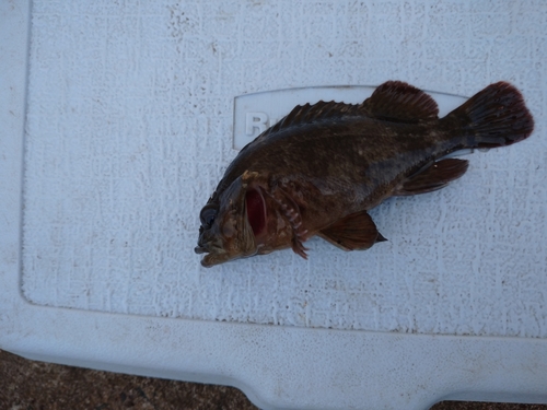 カサゴの釣果