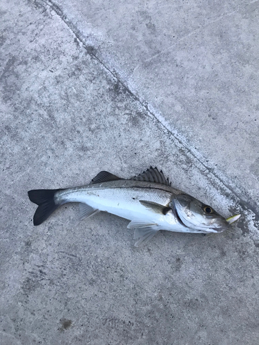 セイゴ（マルスズキ）の釣果