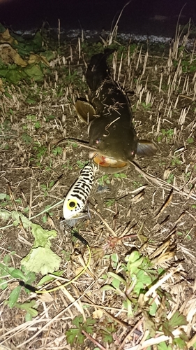 ナマズの釣果