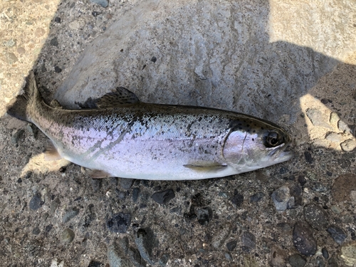 ニジマスの釣果