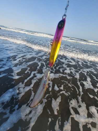 シタビラメの釣果