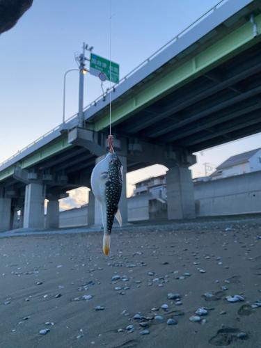 クサフグの釣果