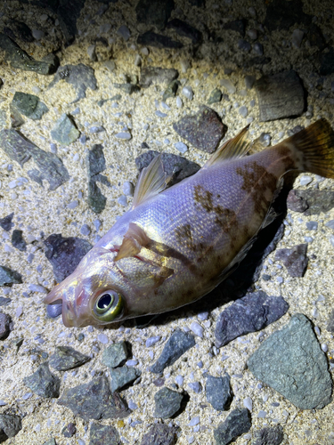 シロメバルの釣果