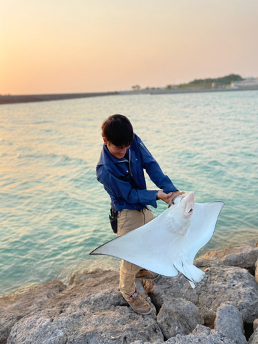 エイの釣果