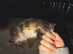 メバルの釣果