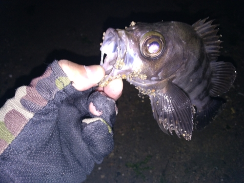 シロメバルの釣果