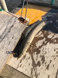 ライギョの釣果