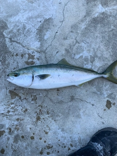 ツバスの釣果